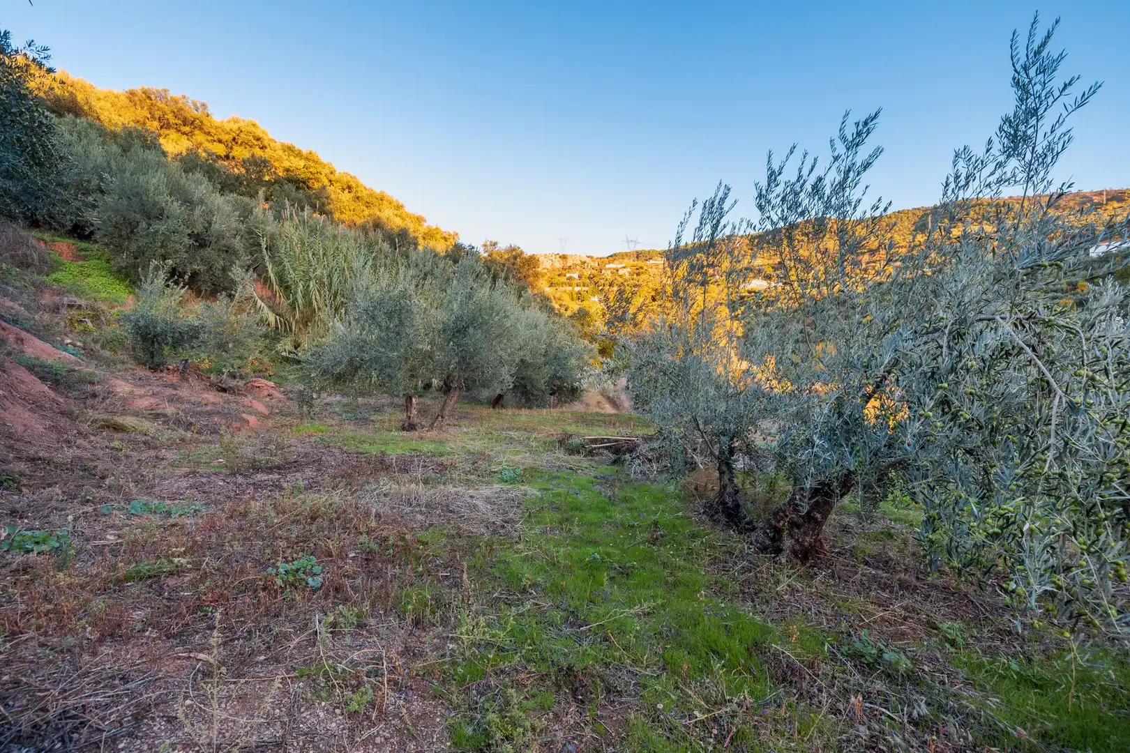 Casa o xalet en venda en Cogollos de la Vega