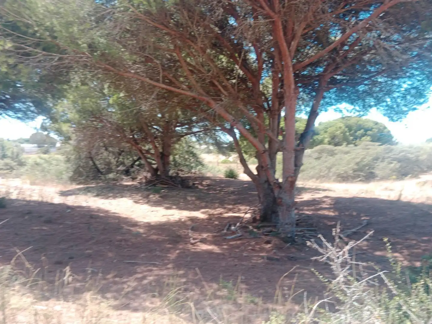 Rustikales Grundstück zum Verkauf in Las Lagunas - Campano, imagen 4