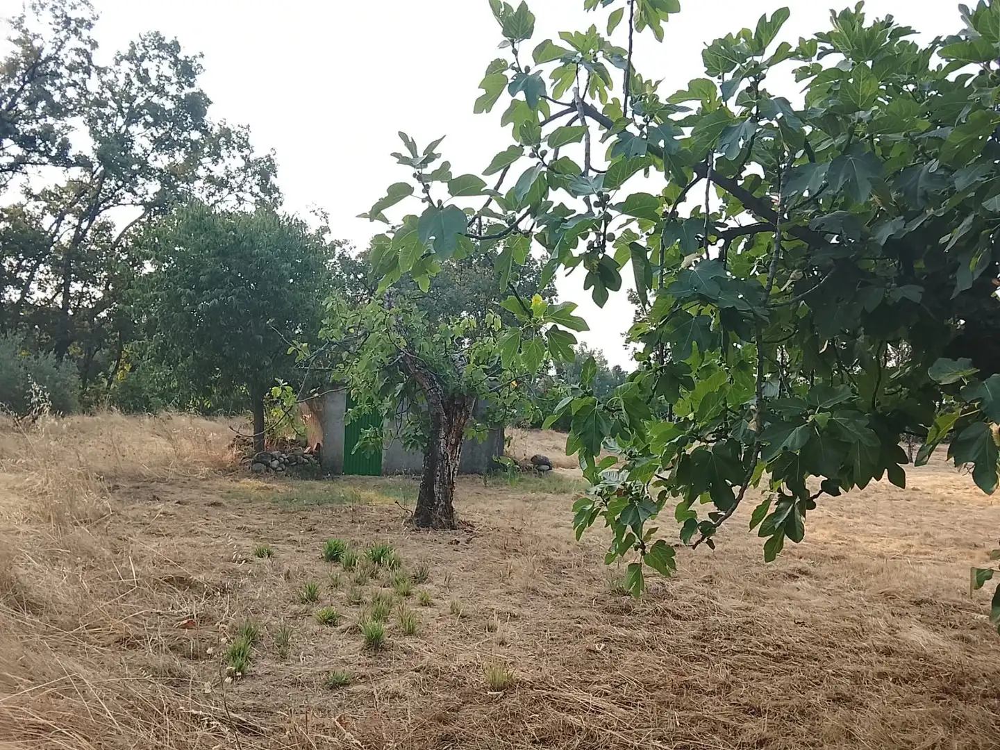 Terreni e lotti in vendita a Villanueva de la Vera