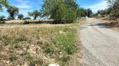 Foto 3 de Terreny en venda a Polígono 10 Parcela 488 la Loma. Navarres (valenc, Navarrés, Valencia