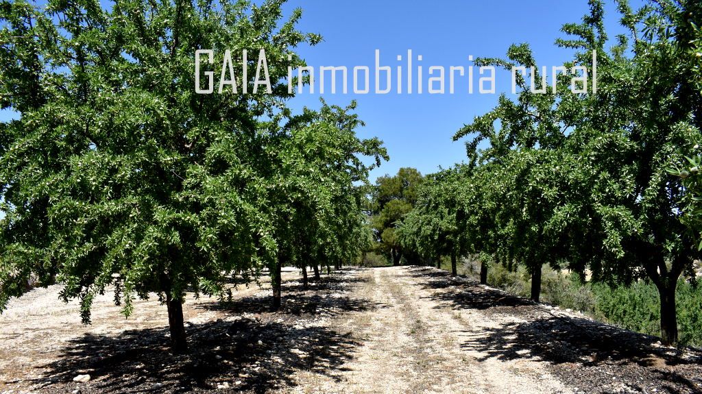 Finca rústica en venta en Maella