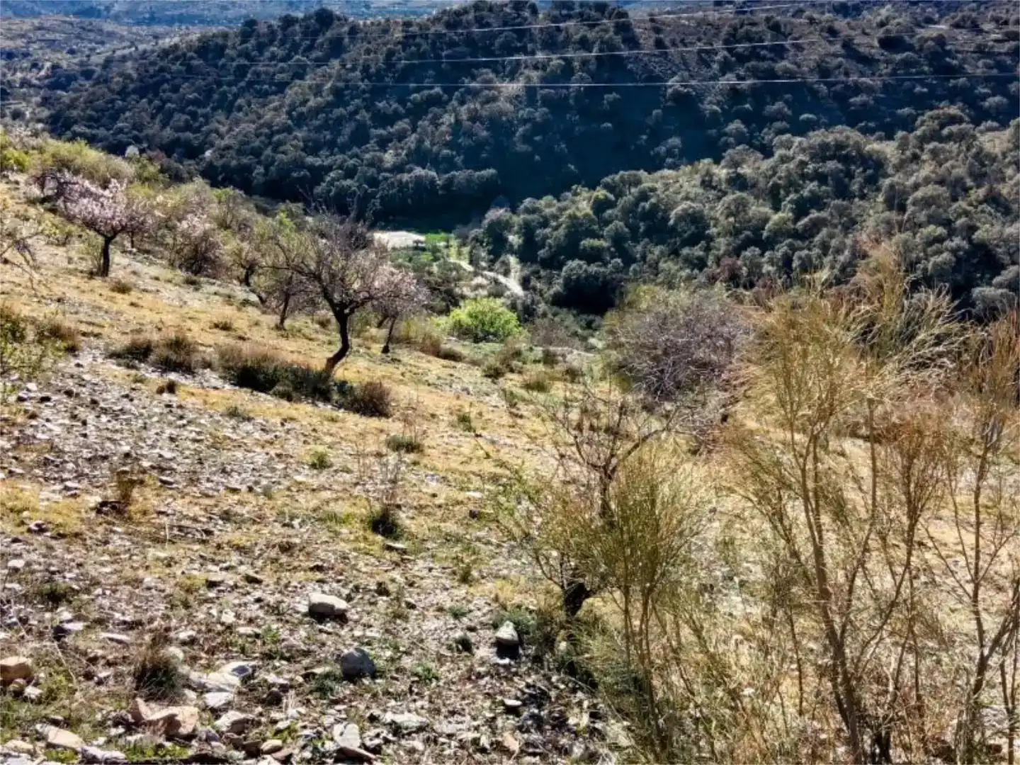 Finca rústica en venda en Alcudia de Monteagud amb Moblat