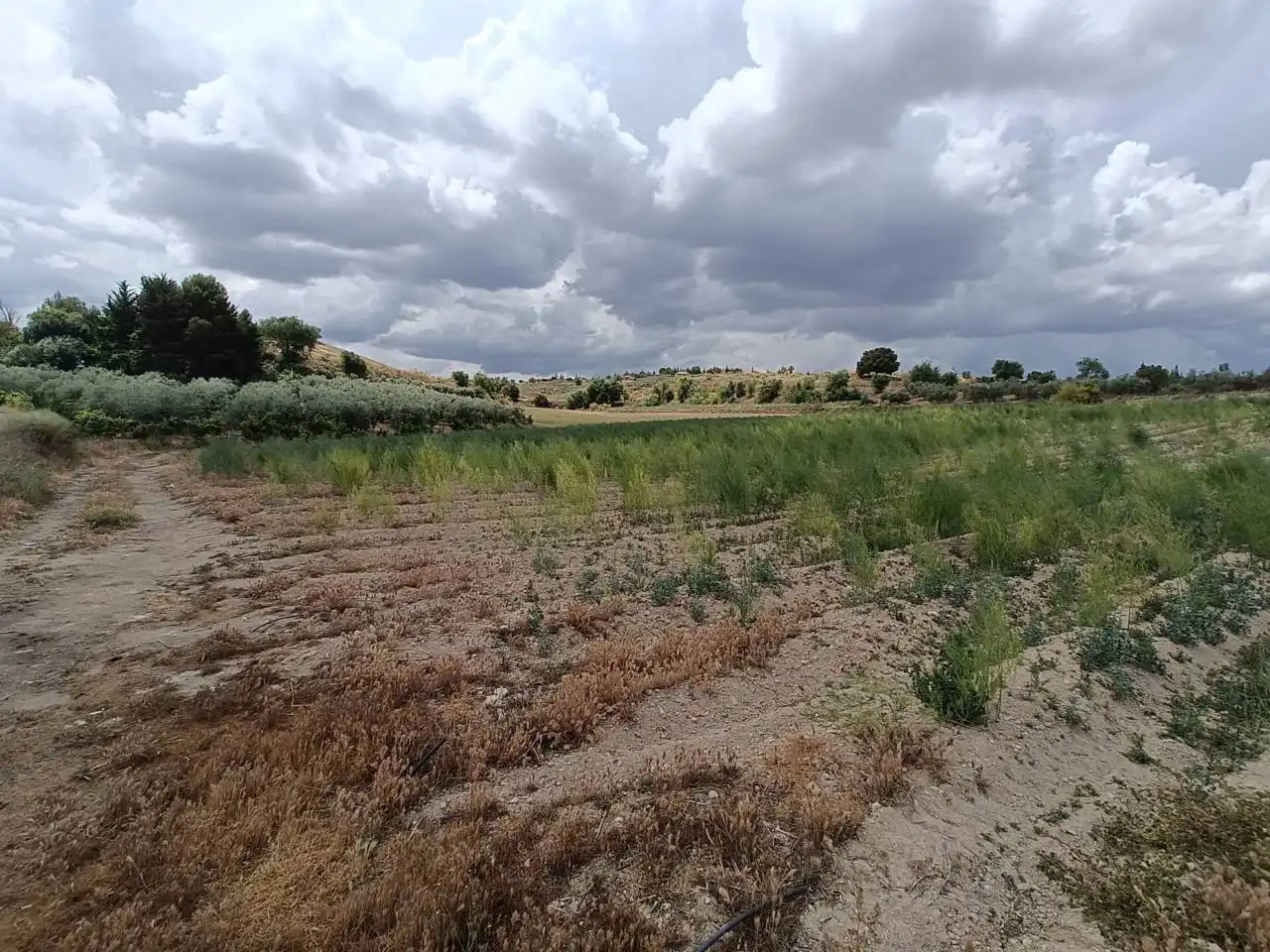 Rural land for sale in Moraleda de Zafayona, imagen 4