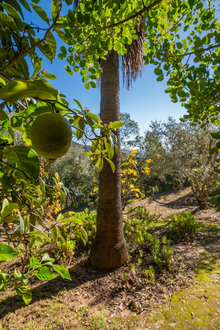 Jardí de Casa o xalet en venda en Mijas amb Terrassa