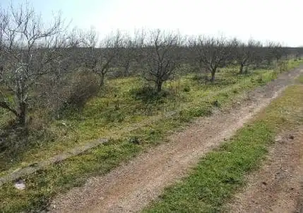 Terrain rustique à vendre à PARTIDA POLÍGONO 3 00514, imagen 2