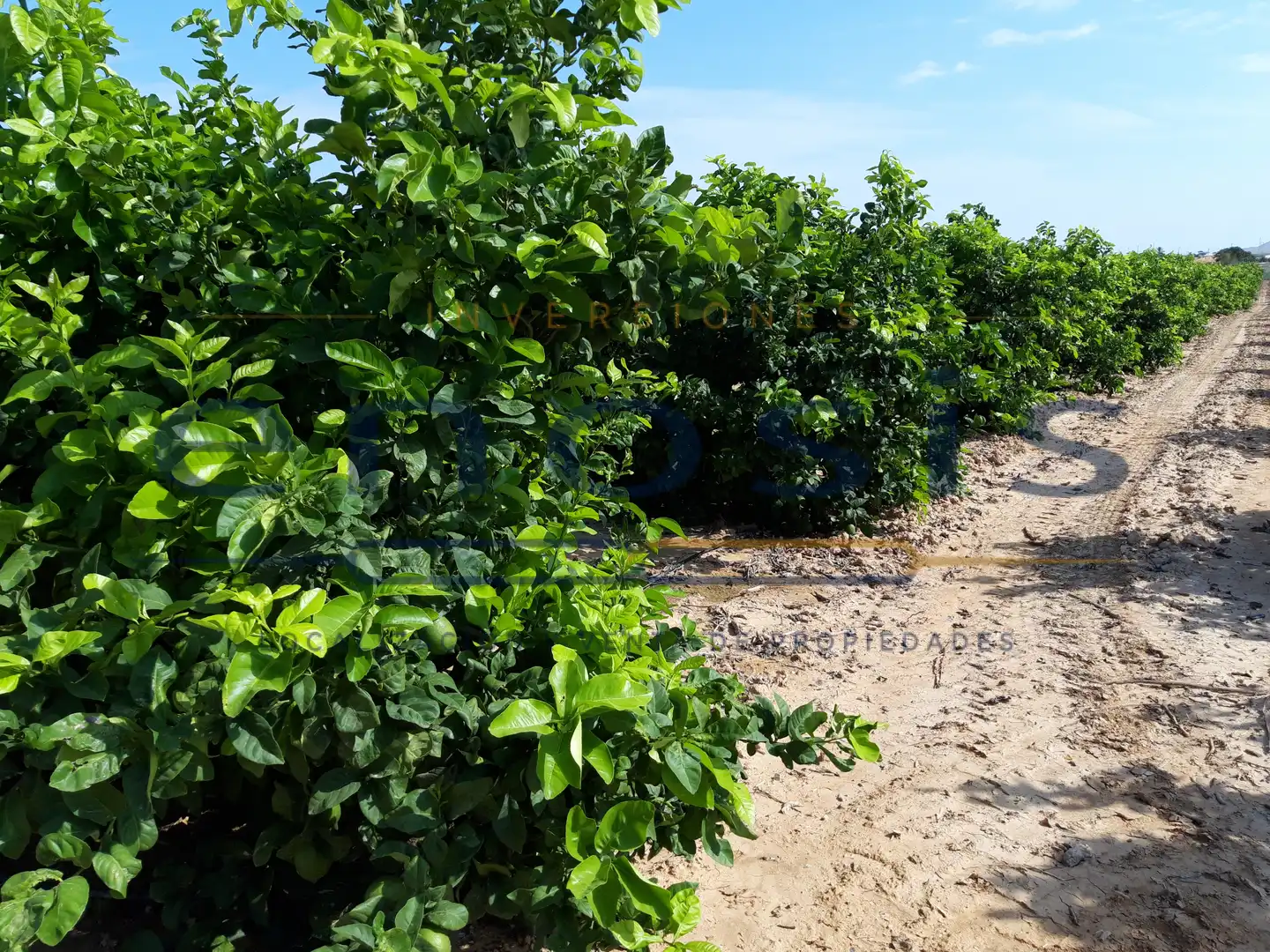 Terreno rustico in vendita a RM-F21