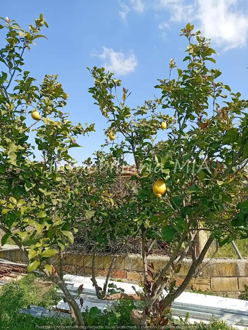 Jardí de Casa o xalet en venda en Coín