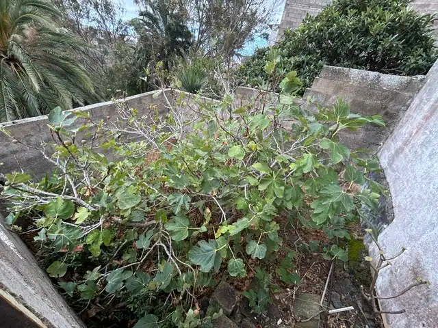 Jardín de Casa adosada en venta en Las Palmas de Gran Canaria con Jardín privado, Terraza y Trastero