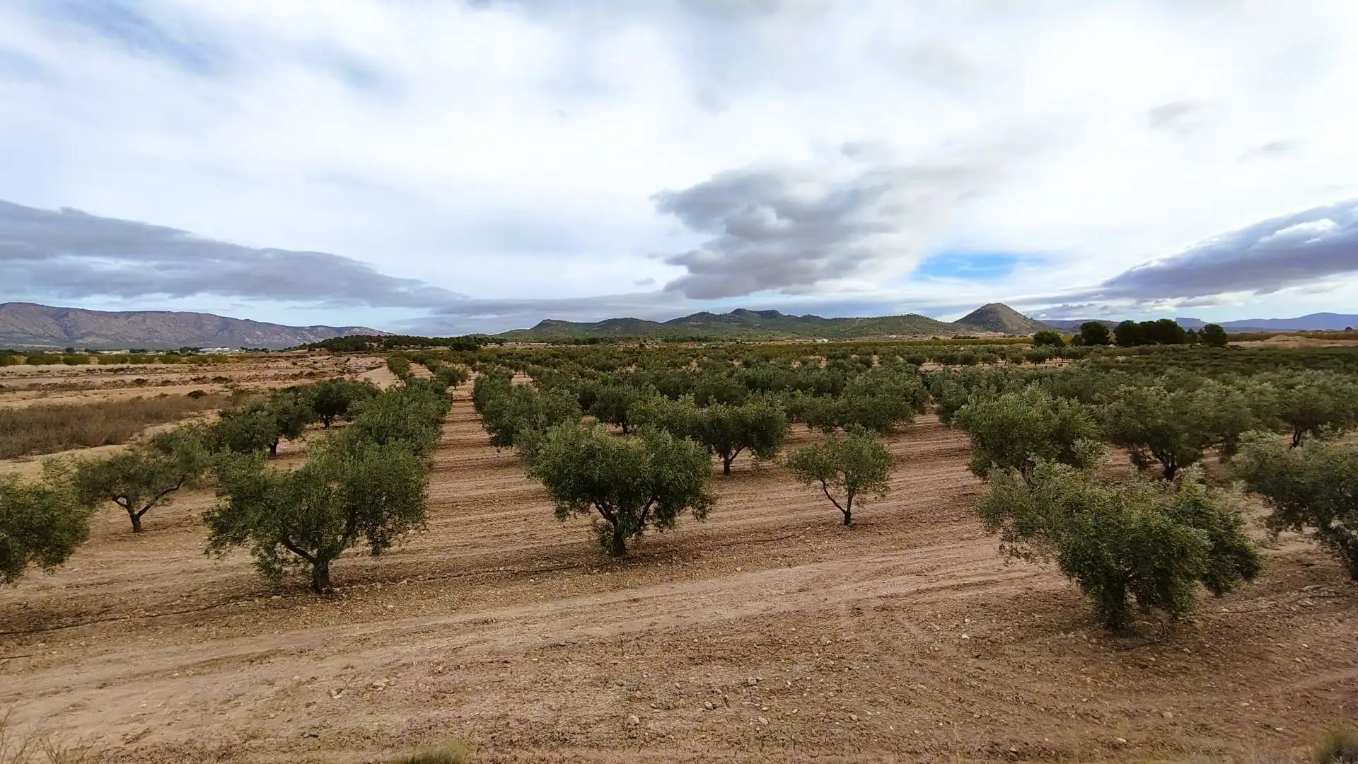 Terreny rústic en venda a Monóvar  / Monòver, imagen 7