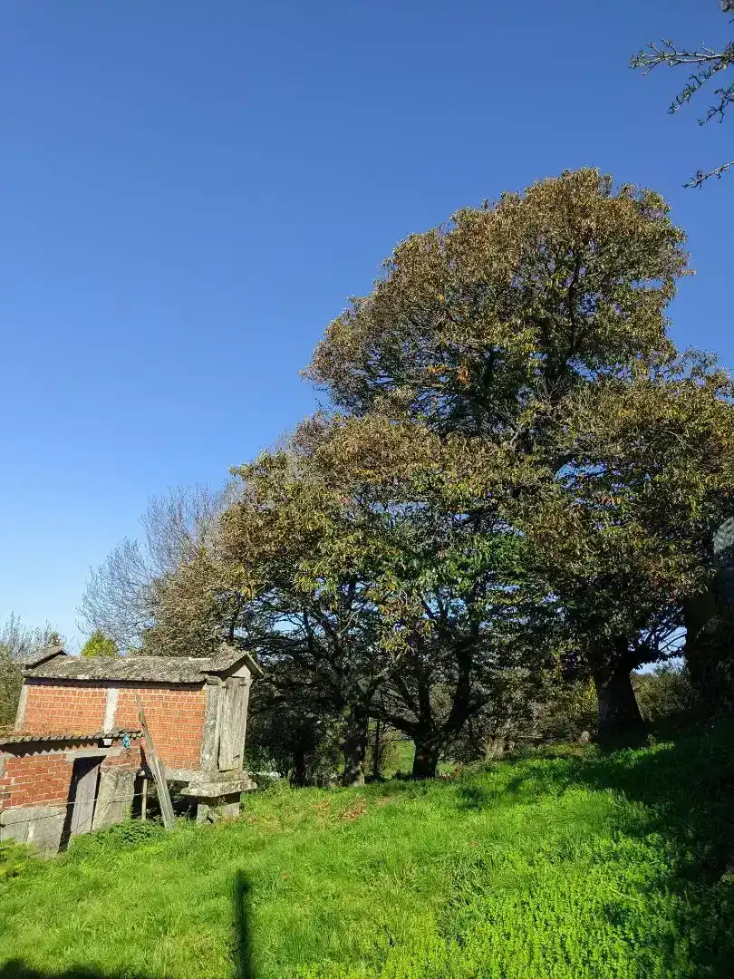 Casa o xalet en venda en Rodeiro