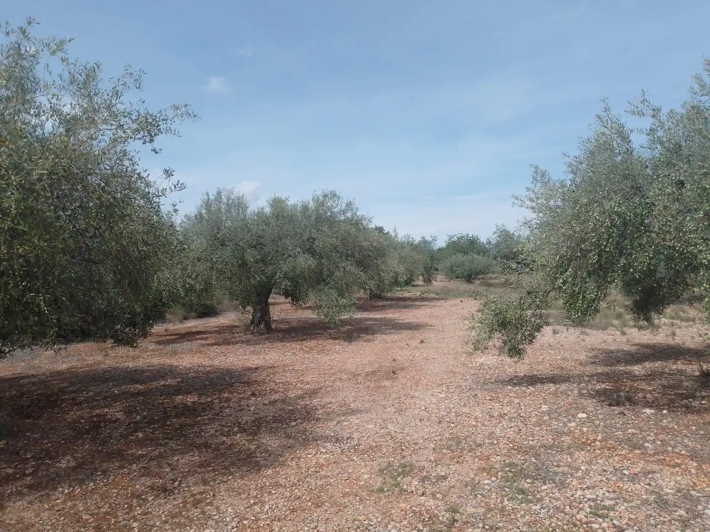 Terreny rústic en venda a Càlig, imagen 6