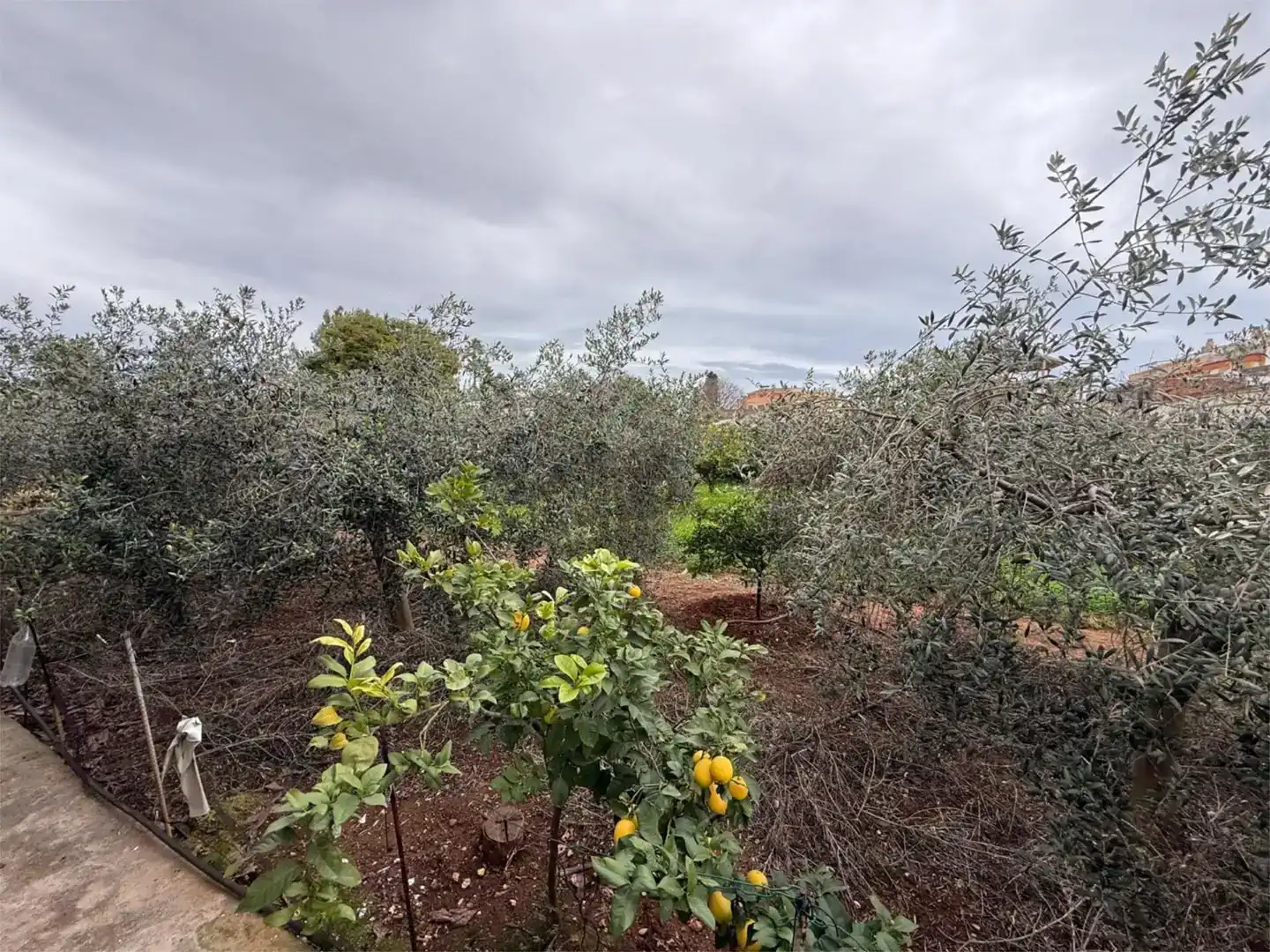 Finca rústica en venta en Norte