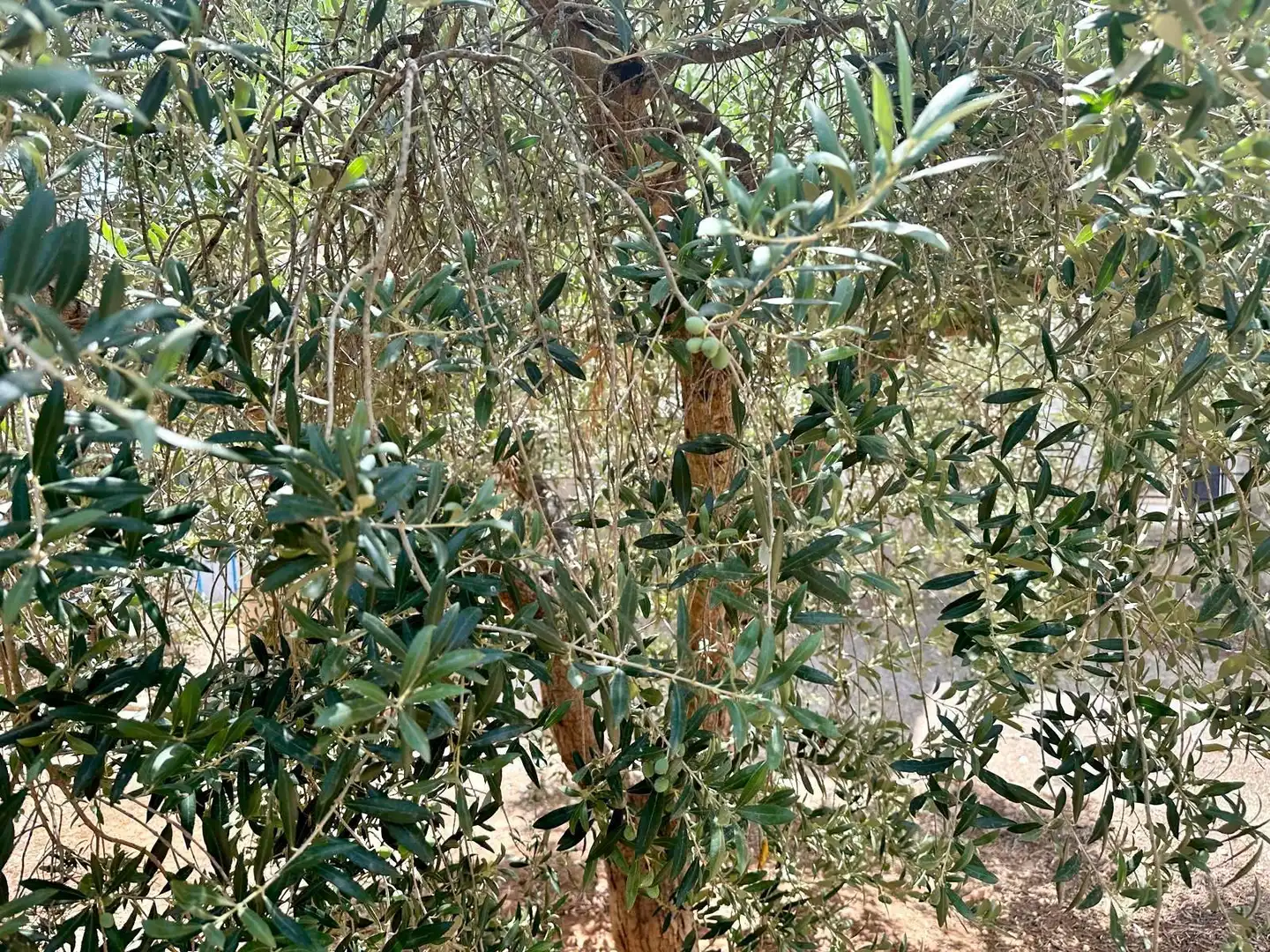 Jardí de Casa o xalet en venda en Albacete amb Traster, Moblat i Forn