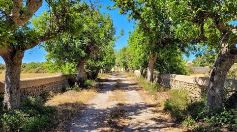 Foto 5 de Finca rústica en venta en Camí D'en Kane, Santa Rosa de Llima, Alaior poble, Alaior