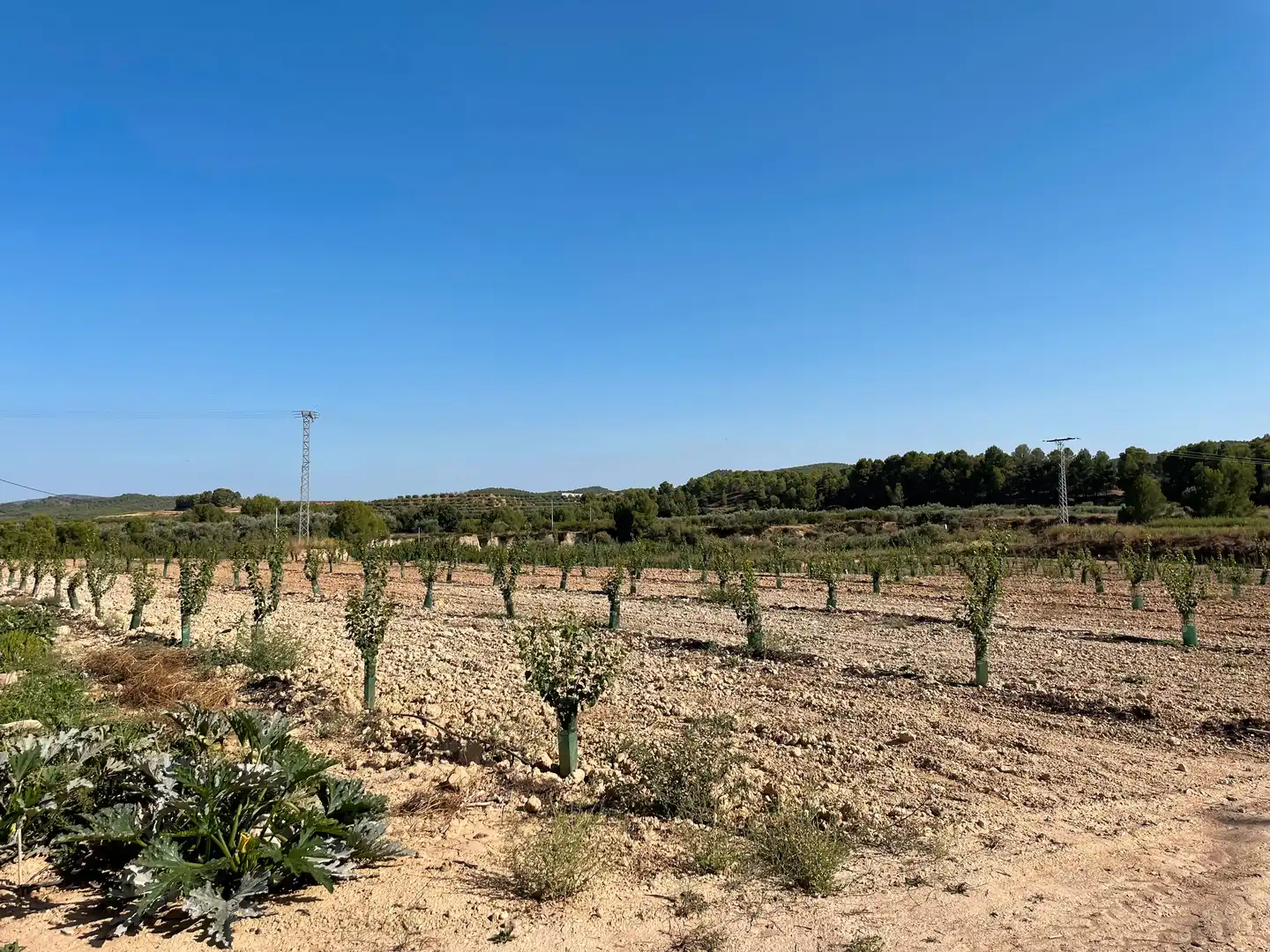 Terreno rustico in vendita a Cehegín, imagen 11