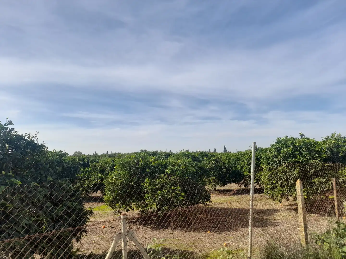 Terreny rústic en venda a La Algaba, imagen 2