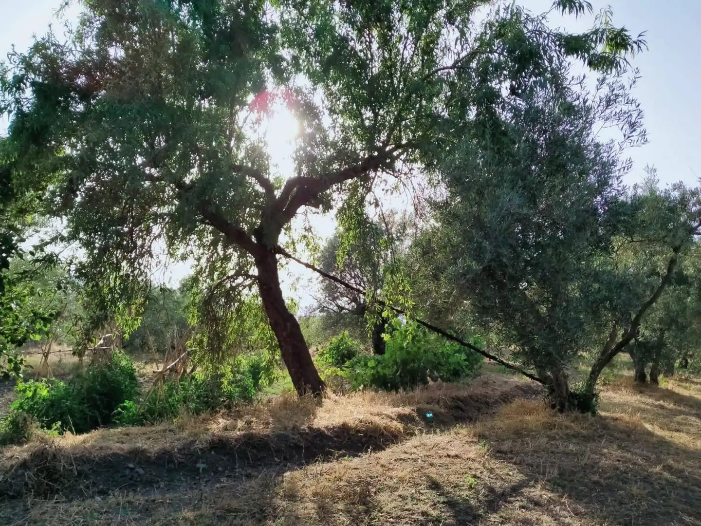 Lands and plots for sale in Nigüelas, imagen 20