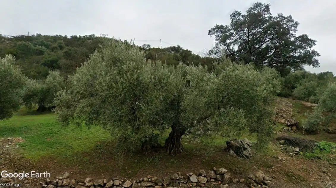 Terreny rústic en venda a Martos, imagen 7