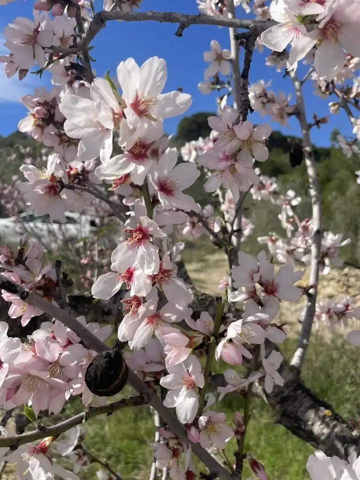 Jardín de Finca rústica en venta en L'Ametlla de Mar 