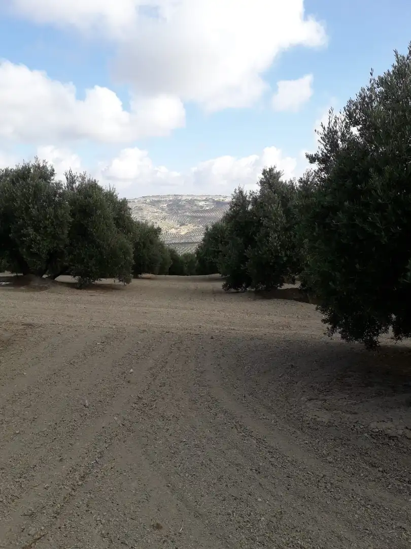 Terrenos y solares en venta en Úbeda, imagen 3