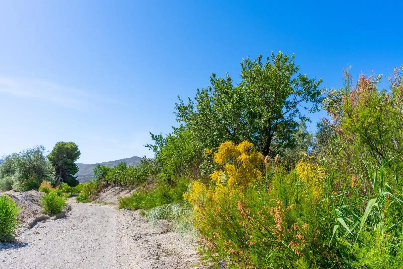 Vista exterior de Terreno en venta en Tíjola