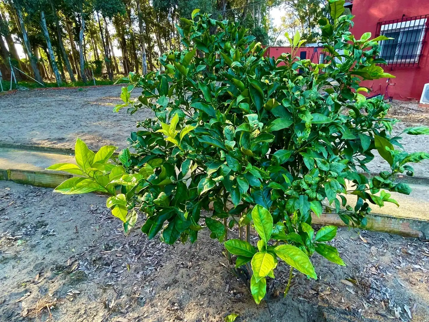 Garden of Houses for sale in La Línea de la Concepción