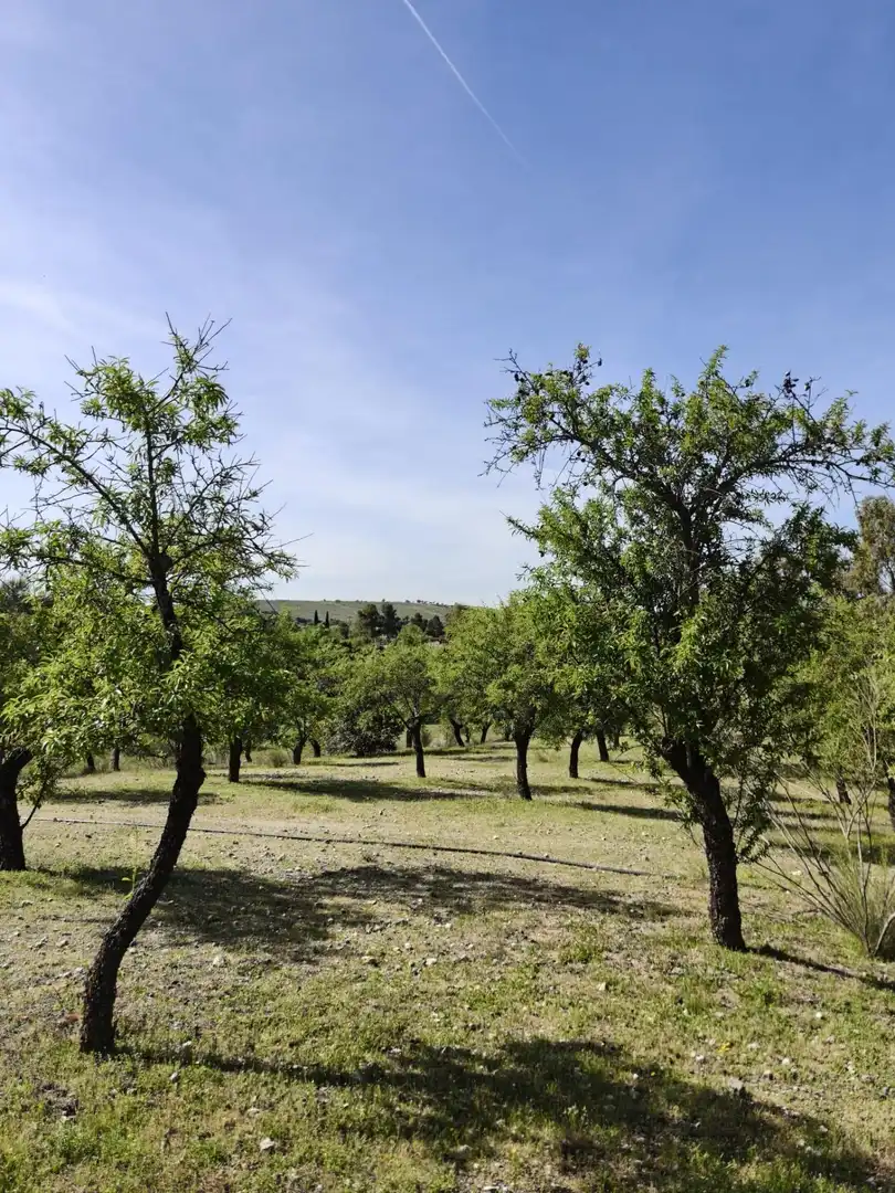 Chalet en venta en CERRO PALOS poligono 45 parcela 63, imagen 25