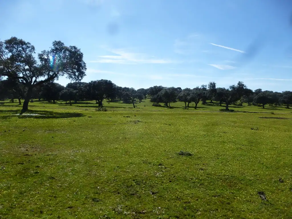 Rural land for sale in Maqueda, imagen 5