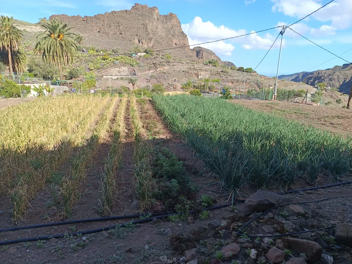 Casa o xalet en venda en Santa Lucía de Tirajana amb Calefacció, Jardí privat i Rentadora