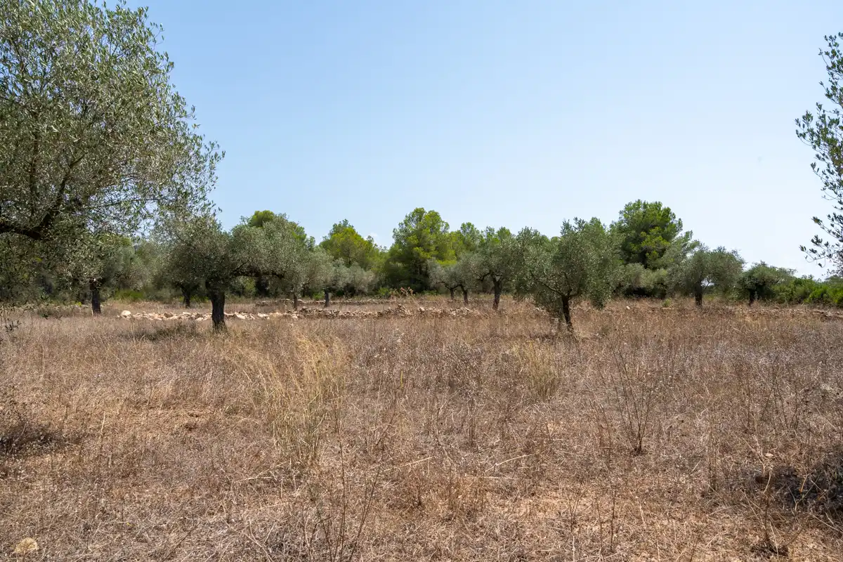 Rural land for sale in C-12 77, imagen 11