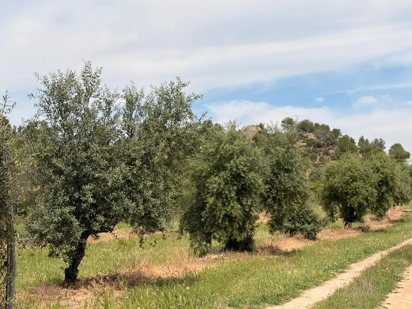 Land for sale in Juncosa