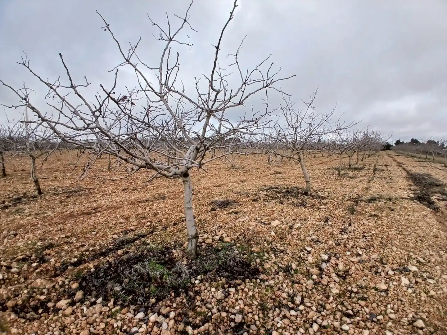 Rural land for sale in Carretera Solana, imagen 16
