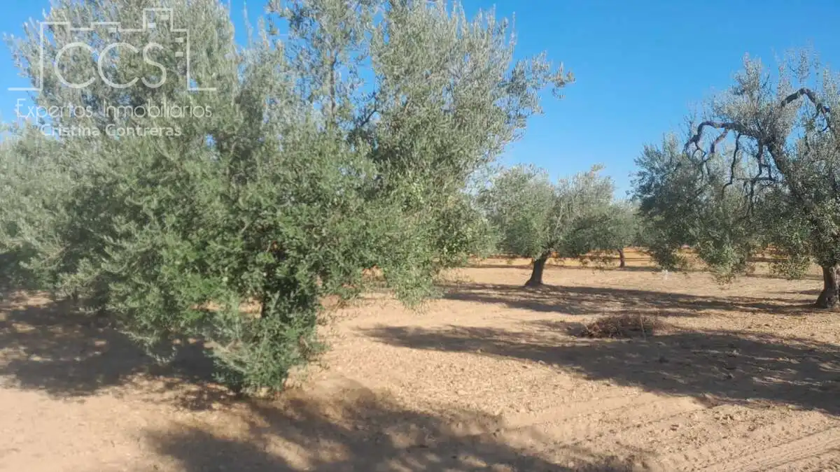 Terreni e lotti in vendita a Almonte ciudad, imagen 8