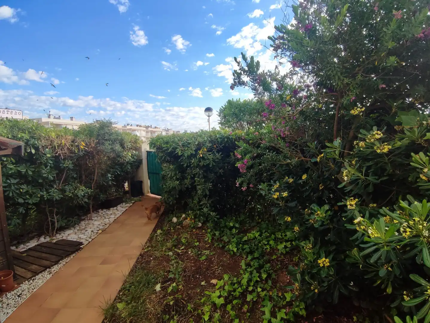 Garden of Apartments for sale in Vinaròs  with Private garden, Terrace and Furnished