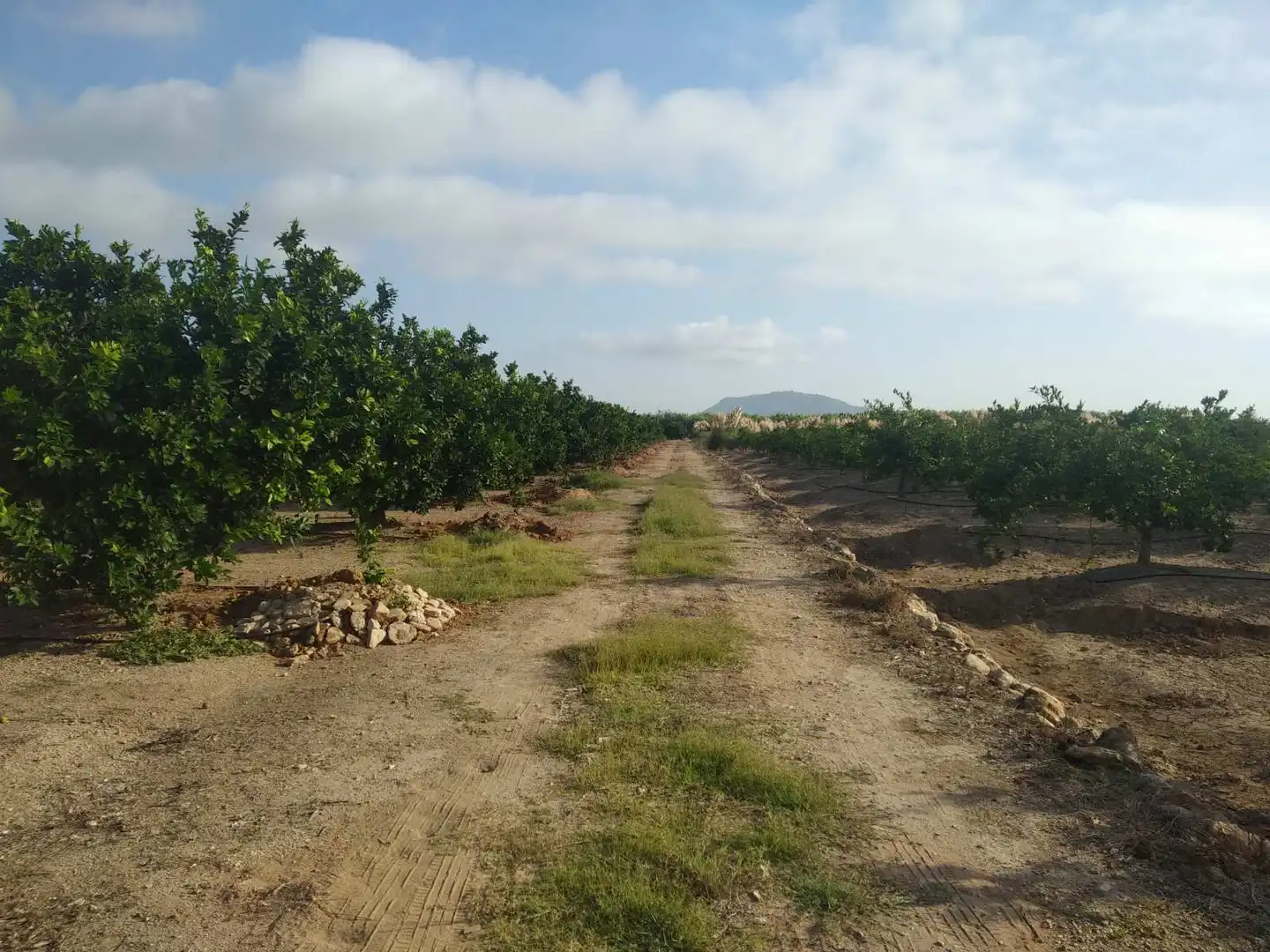 Lands and plots for sale in Favara, imagen 8