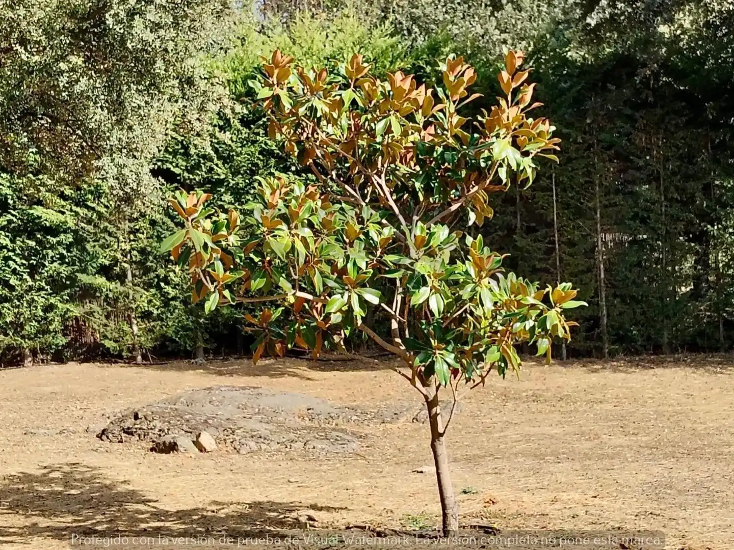 Jardí de Casa o xalet en venda en Navas de Riofrío amb Calefacció, Jardí privat i Traster