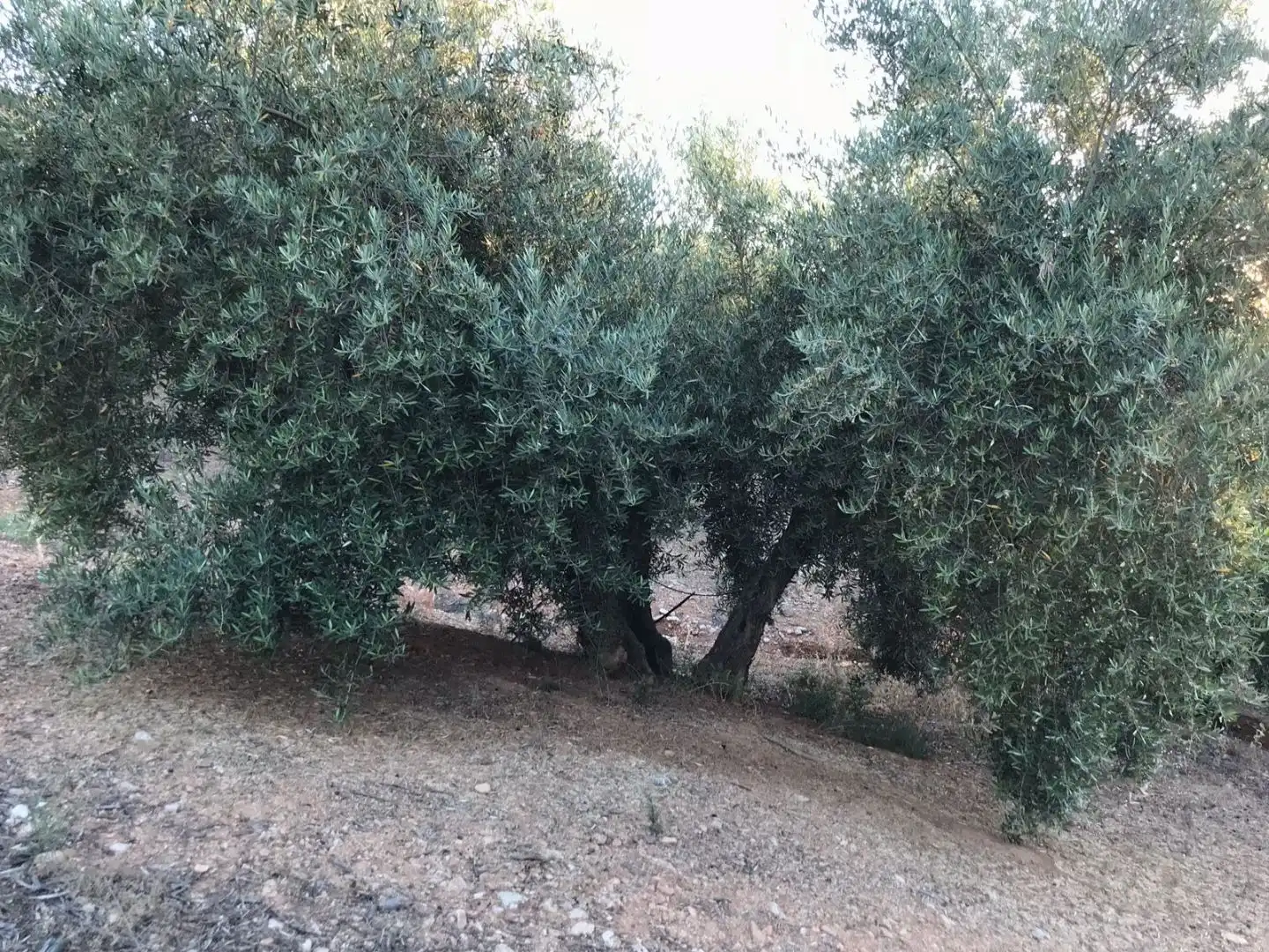 Terreni e lotti in vendita a Avenida el Llano 1, imagen 3