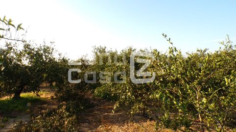 Finca Rustica  Venta Algemesí