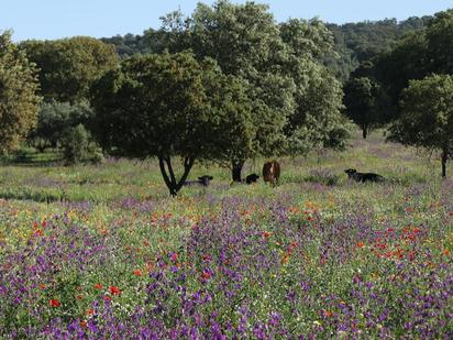 Jardí de Terreny en venda en Espiel