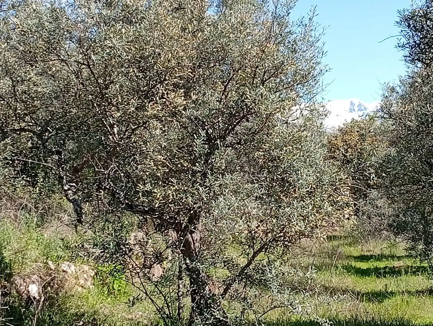 Terreni e lotti in vendita a Valverde de la Vera, imagen 82