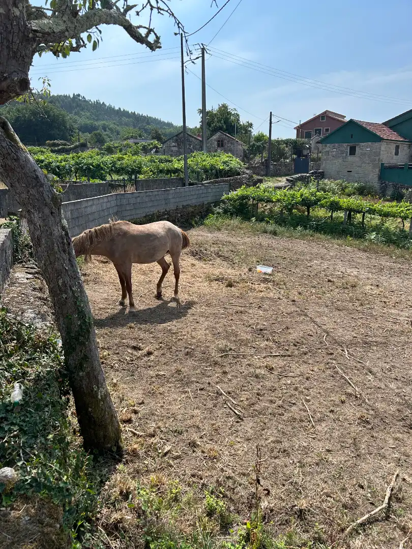 Lands and plots for sale in Poblado Lourido, imagen 6