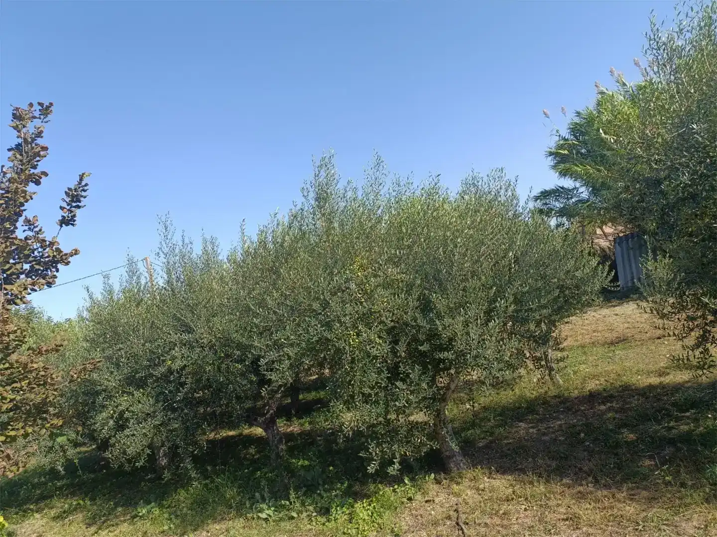 Finca rústica en venta en Les Borges Blanques con Aire acondicionado y Piscina