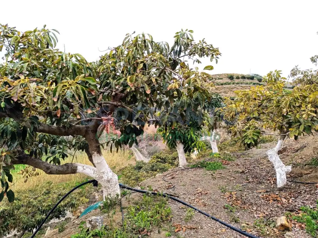 Finca rústica en venda en Vélez-Málaga amb Aire condicionat, Jardí privat i Traster