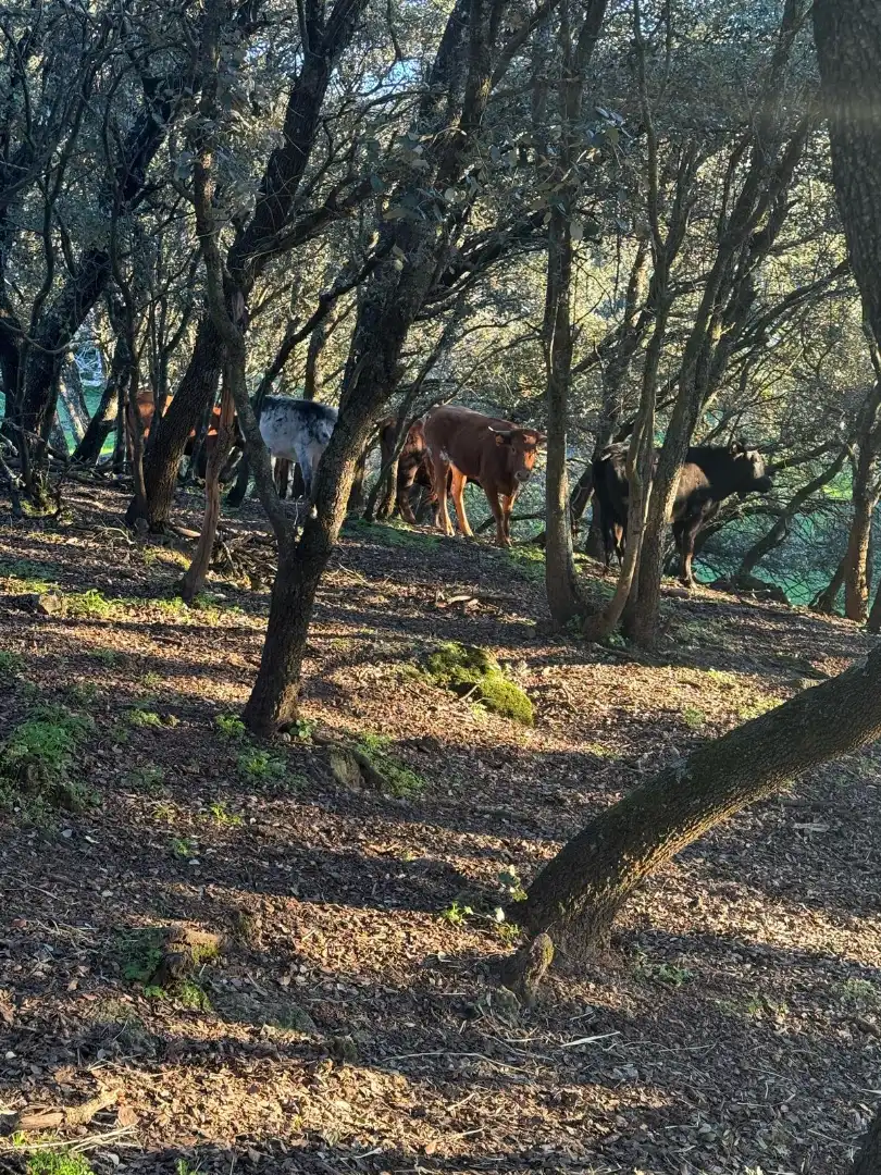 Rustikales Grundstück zum Verkauf in Travesía de Madrid, imagen 2