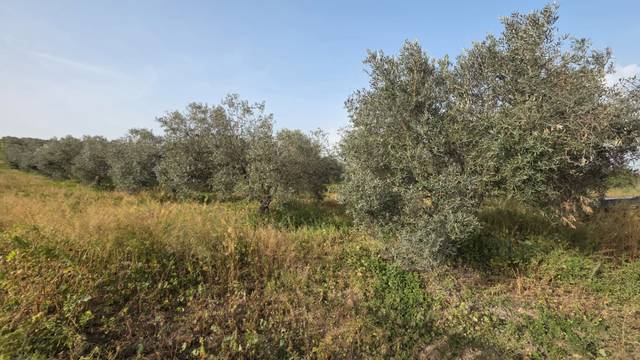 Terreno en Venta en Carretera de Valverde del Camino, 1A en La Palma del Condado