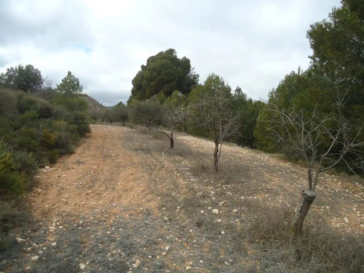 Terrenys i solars en venda a Castalla