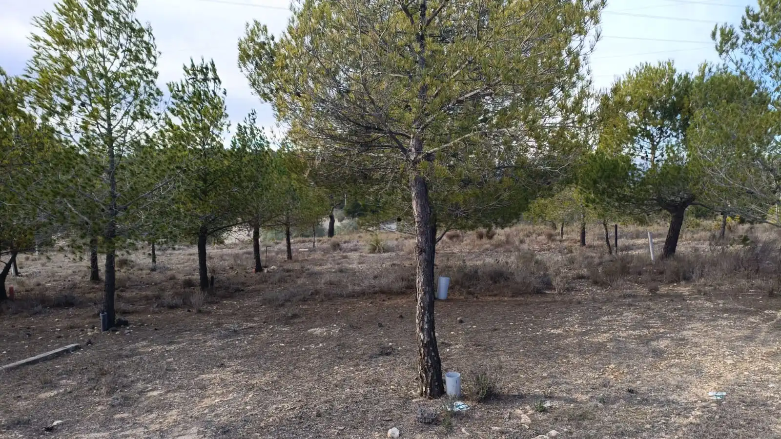 Rural land for sale in CV-799, imagen 7