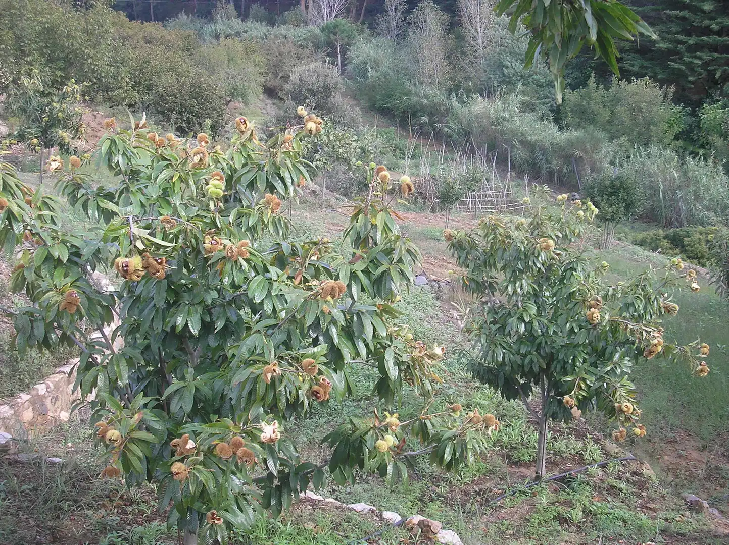 Jardín de Finca rústica en venta en Almoster con Calefacción, Terraza y Piscina