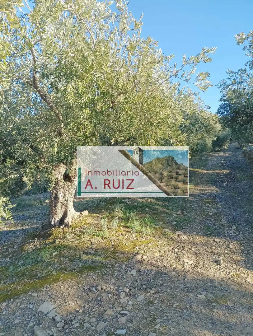 Terrain rustique à vendre à Luque, imagen 2