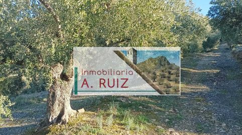 FINCA DE OLIVAR, immagine 2